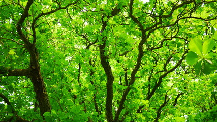 green leaves background