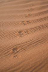 Fototapeta na wymiar mice footprints in the sand