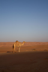 dromedary in the desert