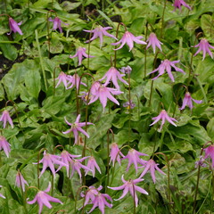 Erythronium Revolutum Plant