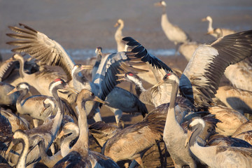 Common crane in Birds Natural Habitats, Hula Valley in Israel, a resting place for millions birds. Bird watching of flocks of migrating birds