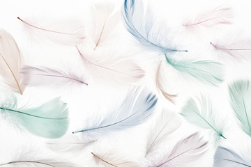 Fototapeta na wymiar seamless background with multicolored soft feathers isolated on white