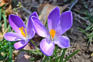 Crocus 2