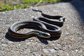 Garter Snake