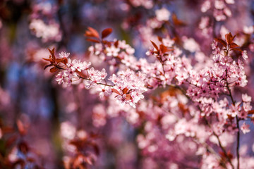 Japanese cherry blossoming in spring in Szczecin.