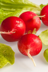 fresh juicy radish on white background