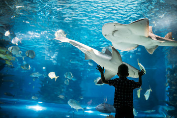 Silhouette of a boy looking at fish in the aquarium.