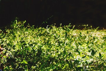 abstract green leaf background texture close up