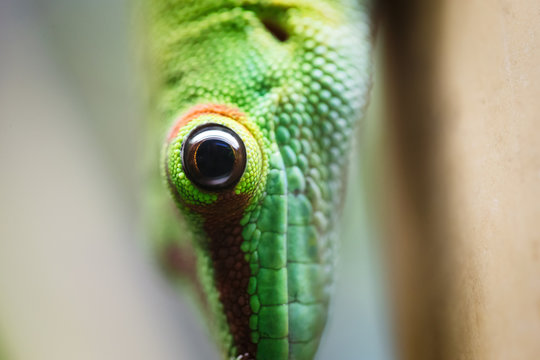 Close up green lizard eye