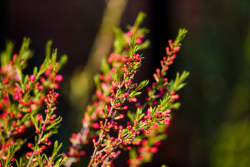 Almond Dwarf blooming in the garden, spring time.