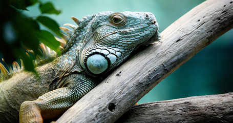 Closeup of beautiful green Iguana on branch