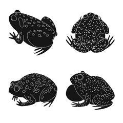 Isolated object of fauna and reptile icon. Collection of fauna and anuran stock symbol for web.