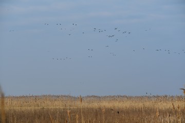 Flock of Ducks
