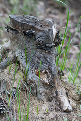 Fototapeta na wymiar brown wood fungus on the tree