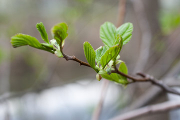 branch of a tree in spring