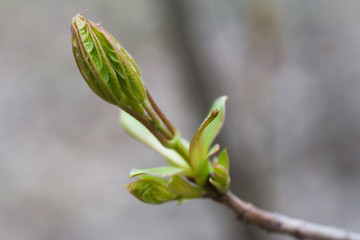 buds on branch