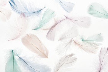 seamless background with light beige, green and blue feathers isolated on white