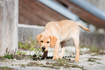 Young  golden retriever  puppy