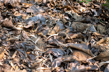 dried leaves