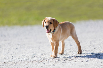 Young  golden retriever  puppy