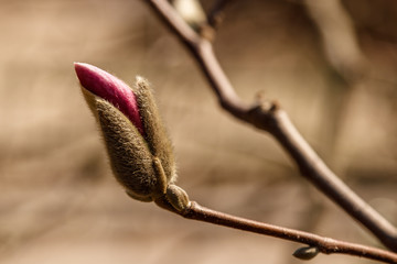beautiful magnolia flowers with water droplets
