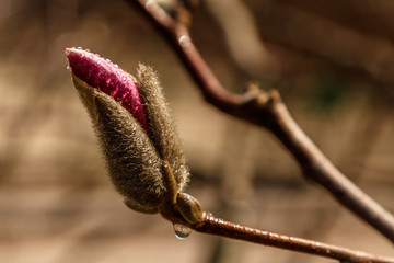 beautiful magnolia flowers with water droplets