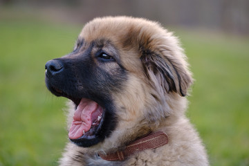 Karst Shepherd puppy yawning