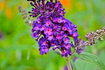Obraz premium Butterfly Bush 