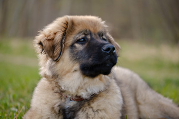 Karst Shepherd puppy observing