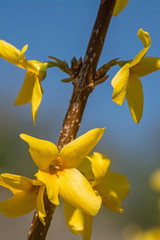 Bright yellow flowers on a forsythia lynwood shrub