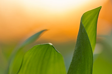 Saturated green leaves on the backdrop of the backyard sun. saturated green leaves on the back of a red evening sun. abstract natural backgrounds with green foliage and beauty bokeh.