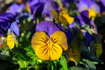 Fototapete bei efototapeten.de bestellen   