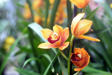 orchid in the garden