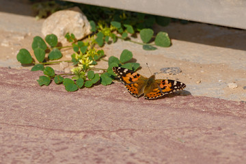 Big red butterfly is sitting on the ground