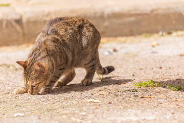 Brown cat is eating from the ground