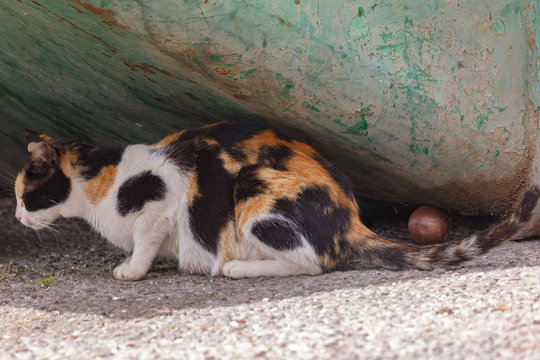 One tricolor female homeless cat