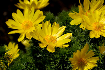 Yellow flower blooming. Outdoor view of Euryops pectinatus shrub, also called grey-leaved euryops, in the family Asteraceae. Daisy-like composite flowers with silvery green, hairy leaves.