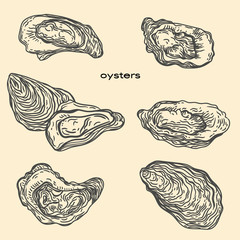 Vector hand drawn illustration of oysters   in the engraving style.