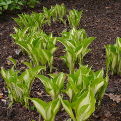 hosta undulata undulata growing plant