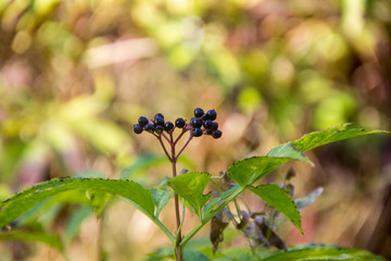 Clusters fruit black elderberry in spring garden