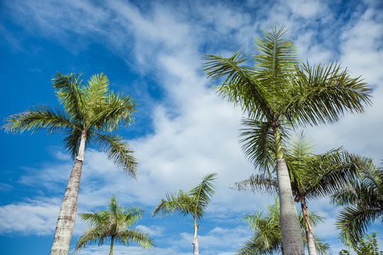 Green palm on blue sky background with clouds