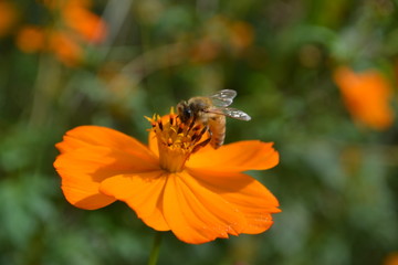 Honey Bee on orange flower