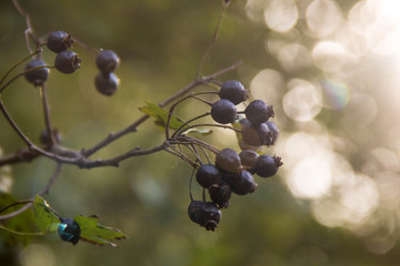 Clusters fruit black elderberry in spring garden