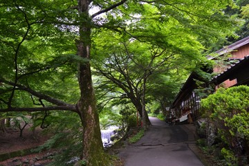 養老の滝への道