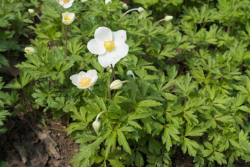 Buds and white flowers of Anemone sylvestris in spring