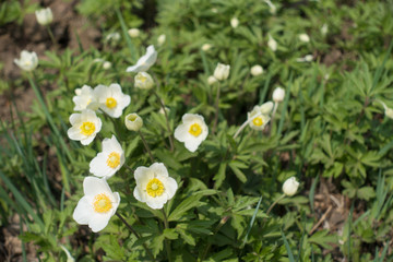 Simple white flowers of snowdrop anemone in spring