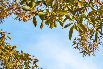 高砂市向島公園・春景色の青空
