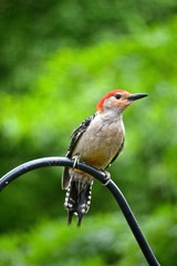 Red-bellied woodpecker on perch