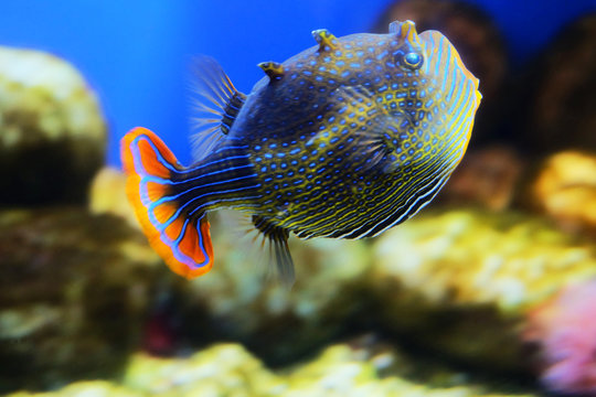 Sea fish Aracana ornata, the ornate cowfish, boxfish in an aquarium