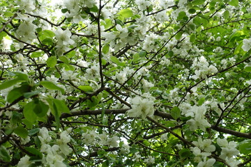 Lots of white flowers in the leafage of apple tree in spring